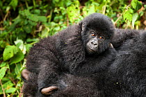 Mountain gorilla (Gorilla beringei) baby riding on mother's back, Virunga NP, Democratic Republic of Congo  Gorille de montagne