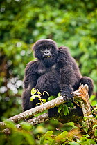 Mountain gorilla (Gorilla beringei) feeding in forest, Virunga NP, Democratic Republic of Congo  Gorille de montagne