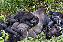 Eastern lowland gorilla (Gorilla beringei graueri) family group resting in forest with silverback male, Kahuzi Biega NP, Democratic Republic of Congo.  Gorille de plaine de l'Est, Republique Democrati...