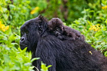 Mountain gorilla (Gorilla beringei) mother carrying baby on her back, Virunga NP, Democratic Republic of Congo  Gorille de montagne