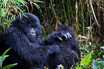 Mountain gorilla (Gorilla beringei) two young gorillas grooming, Virunga NP, Democratic Republic of Congo  Gorille de montagne
