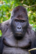 Eastern lowland gorilla (Gorilla beringei graueri) silverback dominant male, portrait, Kahuzi Biega NP, Democratic Republic of Congo.  Gorille de plaine de l'Est, Republique Democratique du Congo.
