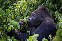 Eastern lowland gorilla (Gorilla beringei graueri) silverback dominant male feeding in forest, Kahuzi Biega NP, Democratic Republic of Congo.  Gorille de plaine de l'Est, Republique Democratique du Co...