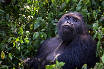 Eastern lowland gorilla (Gorilla beringei graueri) silverback dominant male in forest, looking up, Kahuzi Biega NP, Democratic Republic of Congo.  Gorille de plaine de l'Est, Republique Democratique d...