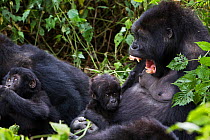 Eastern lowland gorilla (Gorilla beringei graueri) family group with female showing aggression, Kahuzi Biega NP, Democratic Republic of Congo.  Gorille de plaine de l'Est, Republique Democratique du C...