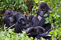 Eastern lowland gorilla (Gorilla beringei graueri) family group in forest, Kahuzi Biega NP, Democratic Republic of Congo.  Gorille de plaine de l'Est, Republique Democratique du Congo.