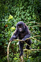 Eastern lowland gorilla (Gorilla beringei graueri) young gorialla playing in forest, Kahuzi Biega NP, Democratic Republic of Congo.  Gorille de plaine de l'Est, Republique Democratique du Congo.