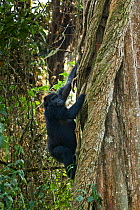 Eastern lowland gorilla (Gorilla beringei graueri) female climbing tree, Kahuzi Biega NP, Democratic Republic of Congo.  Gorille de plaine de l'Est, Republique Democratique du Congo.