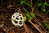 Basket fungus (Ileodictyon cibarium) on the forest floor. Tiritiri Matangi Island, Auckland, New Zealand, September.