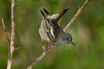 Female Stitchbird (Notiomystis cincta) perched on an angled branch with tail cocked. Tiritiri Matangi Island, Auckland, New Zealand, September.