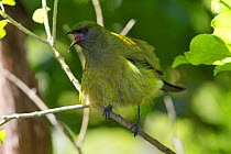 Adult male New Zealand Bellbird (Anthornis melanura) perched, calling. Tiritiri Matangi Island, Auckland, New Zealand, September.