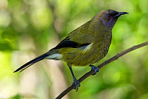 Adult male New Zealand Bellbird (Anthornis melanura) perched. Tiritiri Matangi Island, Auckland, New Zealand, September.