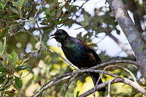 Tui (Prosthemadera novaeseelandiae) singing with bill wide open. Note iridescent plumage in the sunshine. Tiritiri Matangi Island, Auckland, New Zealand, September.
