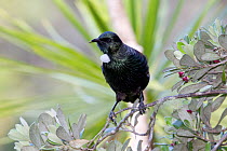 Tui (Prosthemadera novaeseelandiae) perched. Tiritiri Matangi Island, Auckland, New Zealand, September.