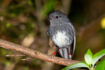 North Island Robin (Petroica longipes / australis) perched perched on a branch. Tiritiri Matangi Island, Auckland, New Zealand, September.