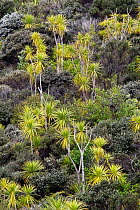 Cabbage / Palm Lily trees (Cordyline australis) amongst flowering manuka (Leptospermum scoparium) bushes. Tiritiri Matangi Island, Auckland, New Zealand, September.