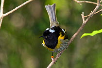 Male Stitchbird (Notiomystis cincta) perched on a branch, displaying with white eartufts raised and tail cocked. Tiritiri Matangi Island, Auckland, New Zealand, September.