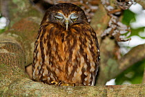 Southern Boobook Owl / Morepork (Ninox novaeseelandiae) roosting during the day, eyes partially closed as the bird sleeps. Tiritiri Matangi Island, Auckland, New Zealand, September.