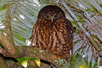 Southern Boobook Owl / Morepork (Ninox novaeseelandiae) roosting during the day in the forest sub-canopy. Canopy of silver fern (Cyathea dealbata) overhead. Tiritiri Matangi Island, Auckland, New Zeal...