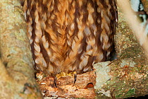 Closeup of Southern Boobook Owl / Morepork (Ninox novaeseelandiae) talons gripping a branch. Tiritiri Matangi Island, Auckland, New Zealand, September.
