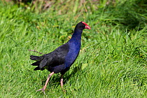Pukeko / Purple Swamphen (Porphyrio porphyrio) walking on short grass. Tiritiri Matangi Island, Auckland, New Zealand, September.