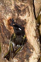 Male Stitchbird (Notiomystis cincta) collecting sad from wound in tree. Tiritiri Matangi Island, Auckland, New Zealand, September.