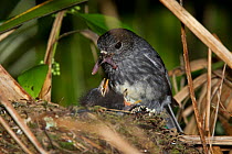 North Island Robin (Petroica longipes) feeding a large earthworm to its chicks at its nest. Tiritiri Matangi Island, Auckland, New Zealand, September.