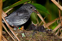 North Island Robin (Petroica longipes) feeding chicks at its nest. Note food items in its bill. Tiritiri Matangi Island, Auckland, New Zealand, September.