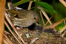Female Stitchbird (Notiomystis cincta) feeding North Island Robin (Petroica longipes) chicks. This is the first record of such behaviour for this species, feeding another unrelated species chicks. Tir...