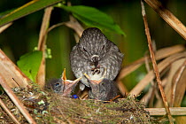 North Island Robin (Petroica longipes) feeding chicks at the nest. Note food items in bill. Tiritiri Matangi Island, Auckland, New Zealand, September.