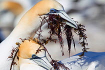 Male Australasian Gannet (Morus serrator) presenting seaweed to the female at the nest. Seaweed is used in constructing the nest. Cape Kidnappers, Hawkes Bay, New Zealand, September.