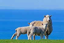 Domestic Sheep (Ovis aries) ewe and two lambs, probably Romney x Perendale. Unshorn. Cape Kidnappers, Hawkes Bay, New Zealand, September.