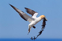 Male Australasian Gannet (Morus serrator) in flight with seaweed for nest construction. Cape Kidnappers, Hawkes Bay, New Zealand, September.