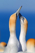 Pair of Australasian Gannets (Morus serrator) rubbing their bills together in a greeting display. Cape Kidnappers, Hawkes Bay, New Zealand, September.
