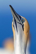 Australasian Gannet (Morus serrator) looking upwards or 'skypointing'. Cape Kidnappers, Hawkes Bay, New Zealand, September.