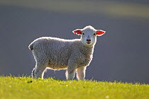 Domestic sheep lamb, probably Romney x Perendale. Backlit. Cape Kidnappers, Hawkes Bay, New Zealand, September.