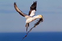 Male Australasian Gannet (Morus serrator) flying with seaweed for use as nesting material. Cape Kidnappers, Hawkes Bay, New Zealand, September.
