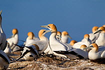 Pair of Australasian Gannets (Morus serrator) at the nest within the breeding colony. Cape Kidnappers, Hawkes Bay, New Zealand, September.