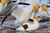 Pair of Australasian Gannets (Morus serrator) mating at the nest. Male has an identification ring used for research purposes. Cape Kidnappers, Hawkes Bay, New Zealand, September.