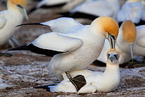 Pair of Australasian Gannets (Morus serrator) mating at the nest. Male has an identification ring used for research purposes. Cape Kidnappers, Hawkes Bay, New Zealand, September.