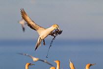Male Australasian Gannet (Morus serrator) arriving at the nest with seaweed for nest construction. Cape Kidnappers, Hawkes Bay, New Zealand, September.