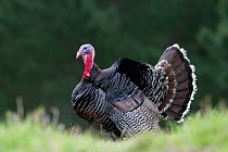 Male Wild Turkey (Meleagris gallopavo) displaying with tail spread. Cape Kidnappers, Hawkes Bay, New Zealand, September.