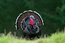 Male Wild Turkey (Meleagris gallopavo) displaying with tail spread. Cape Kidnappers, Hawkes Bay, New Zealand, September.