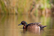 Male Brown Teal (Anas chlorotis) on pond. Cape Kidnappers, Hawkes Bay, New Zealand, October.