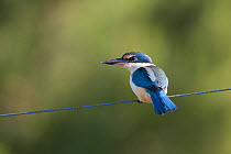 Sacred Kingfisher (Todiramphus sanctus) perched on a wire. Cape Kidnappers, Hawkes Bay, New Zealand, October.
