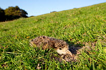 Spur-winged Plover / Masked Lapwing (Vanellus miles) chick hiding amongst grass. Cape Kidnappers, Hawkes Bay, New Zealand, October.