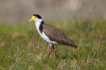 Spur-winged Plover / Masked Lapwing (Vanellus miles) walking across grass. Cape Kidnappers, Hawkes Bay, New Zealand, October.
