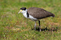 Juvenile Spur-winged Plover / Masked Lapwing (Vanellus miles) foraging on short grass. Note speckled plumage on wings and back. Cape Kidnappers, Hawkes Bay, New Zealand, October.