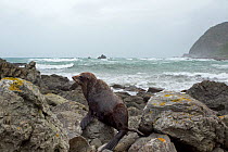 New Zealand Fur Seal (Arctocephalus forsteri) hauled out on rocks with a rough sea in the background. Kaikoura coast, Canterbury, New Zealand, October.