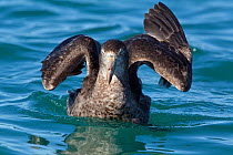 Northern Giant Petrel (Macronectes halli) adjusting its wings sitting on the water. Off Kaikoura, Canterbury, New Zealand, October.